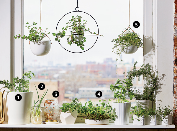 how to group plants on windowsills?