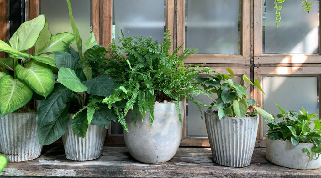 potted plants on window sill
