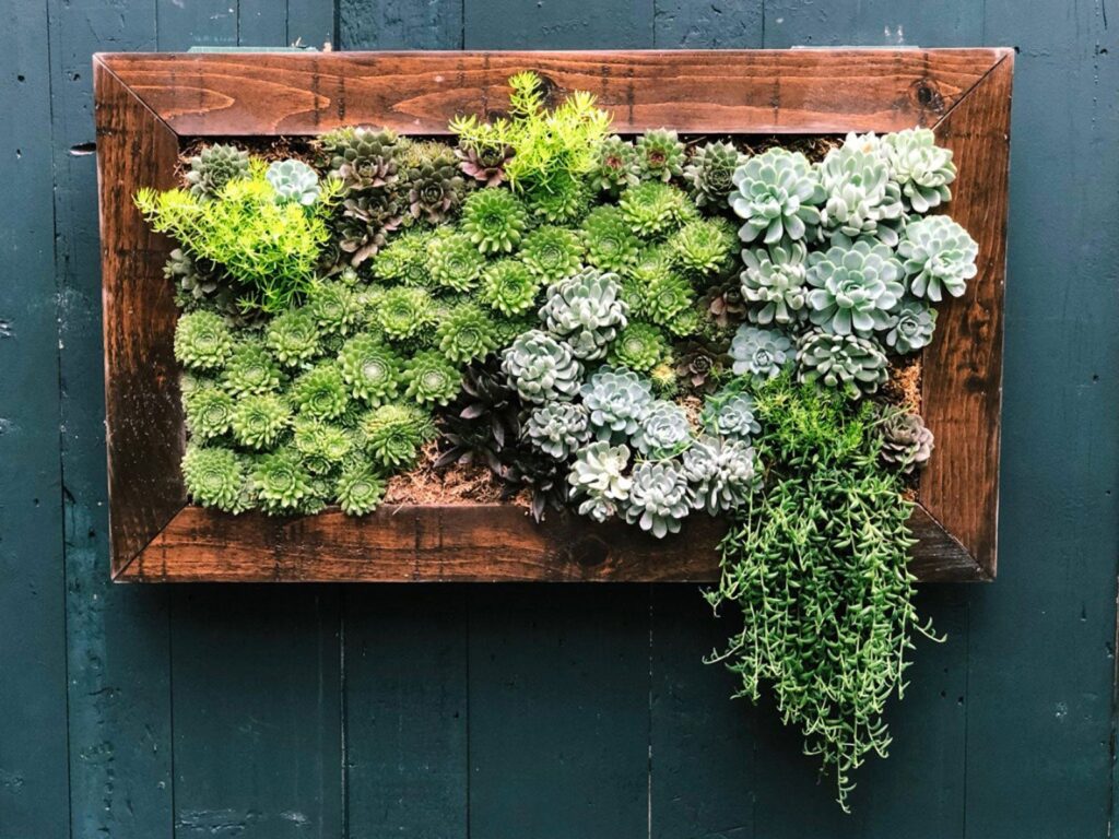 vertical succulent wall Plant in small spaces