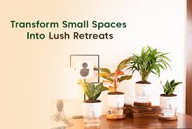 what are the best low maintenance plants for small spaces?