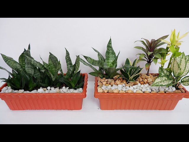 unique snake plant container decor small space