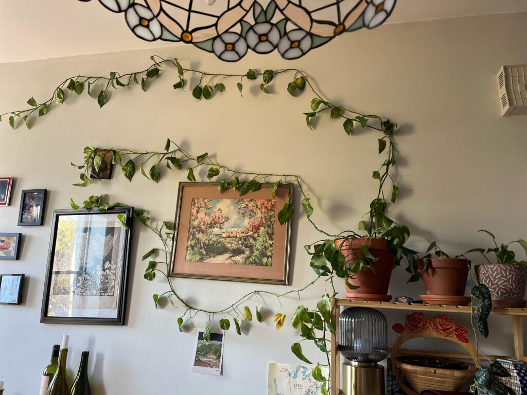 pothos on shelves small space